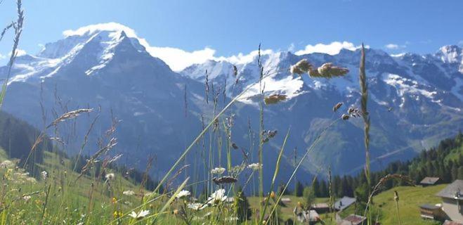 Hostel Sonnenberg Murren
